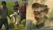 Snake Rescued in Uttar Pradesh: Forest Officers Rescue 10-Foot-Long Python Found in Fatehpur Paddy Field, Video Surfaces