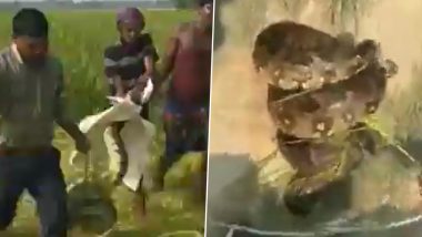 Snake Rescued in Uttar Pradesh: Forest Officers Rescue 10-Foot-Long Python Found in Fatehpur Paddy Field, Video Surfaces