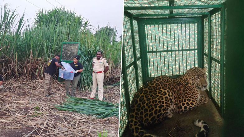 Leopard in Pune: Injured Big Cat Rescued in Wagholi Area, Photos and Video Surface