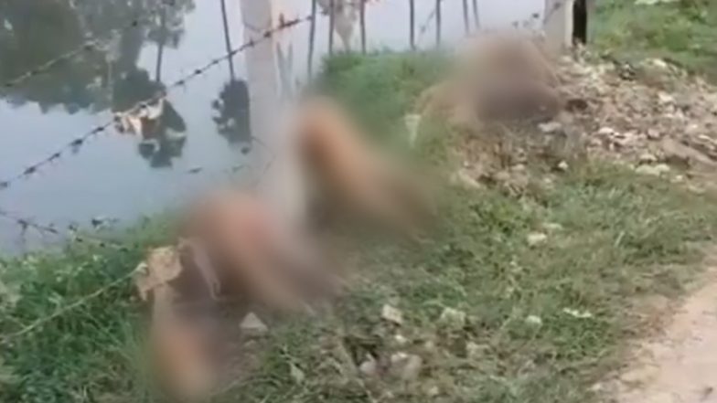 Monkey Death in Ayodhya: 5 Monkeys Electrocuted to Death While Crossing Barbed Boundary Wire in Uttar Pradesh, Horrific Video Surfaces