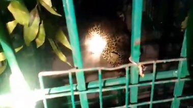 Bahraich: Leopard That Attacked Humans in Sujauli Caught in Cage Trap in Uttar Pradesh Sanctuary, Will Be Released in Forest Soon (Watch Video)