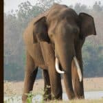 Kerala: Tribal Couple Trampled to Death by Wild Elephant at Aralam Farm in Kannur