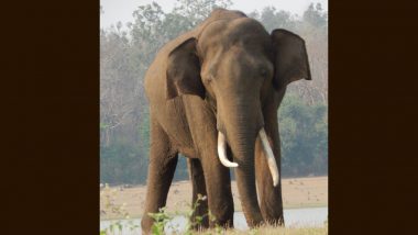 Elephant Death in Pakistan: Tusker Dies of Apparent Heart Failure at Safari Park in Karachi Weeks After Family Reunion