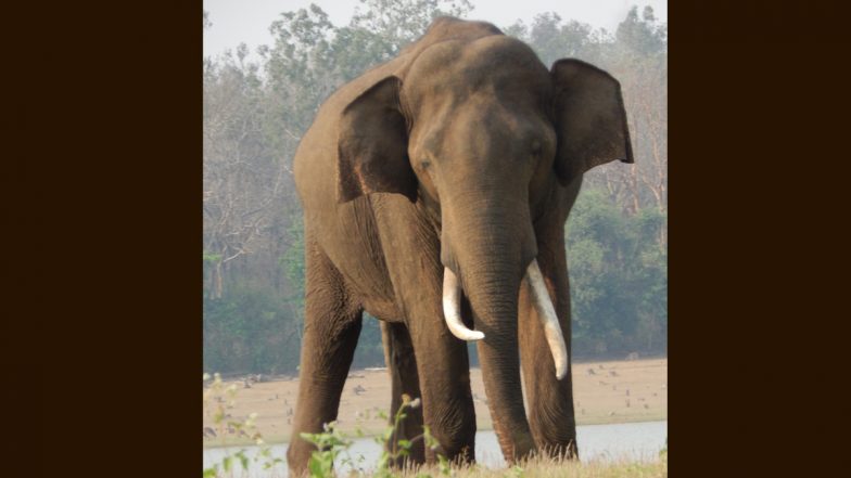 Elderly Couple Killed by Elephant Near Jolly Grant in Dehradun 