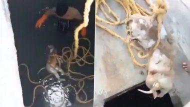 Telangana: Villagers Find Monkey Carcass in Mission Bhagiratha Water Tank After Using Contaminated Supply for a Week in Nighwa Village, Video Surfaces