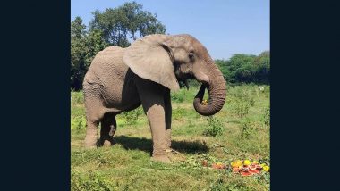 Delhi: Zoo’s Lone African Elephant Shankar Walks Freely in His Enclosure After Being Released From Chains (See Pics and Videos)