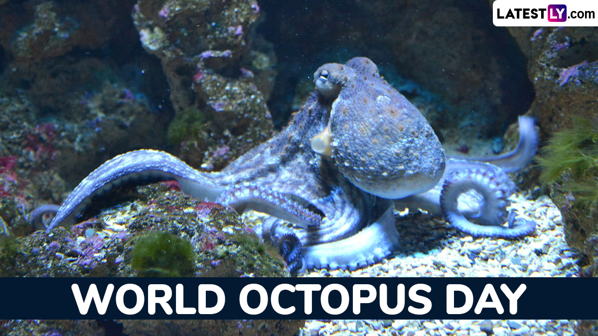 Festivals & Events News When Is World Octopus Day 2024? All You Need