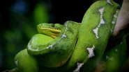 Green Anaconda Dies in Kerala: Female Anaconda 'Dil', Brought to Thiruvananthapuram Zoo From Sri Lanka in 2014, Dead