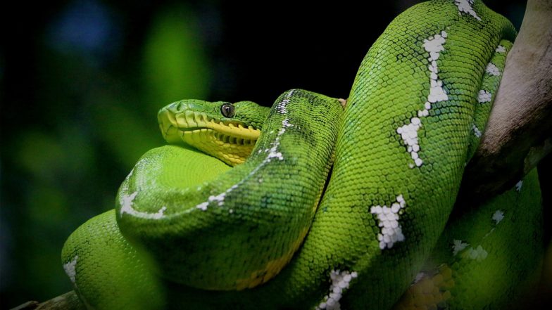 Female Anaconda 'Dil', Brought to Thiruvananthapuram Zoo From Sri Lanka in 2014, Dead  
