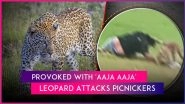 Shahdol Leopard Attack: Picnickers Tease Leopard With &lsquo;Aaja Aaja&rsquo;, Big Cat Mauls 3; Scary Video Surfaces