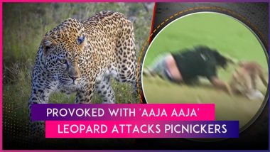 Shahdol Leopard Attack: Picnickers Tease Leopard With ‘Aaja Aaja’, Big Cat Mauls 3; Scary Video Surfaces