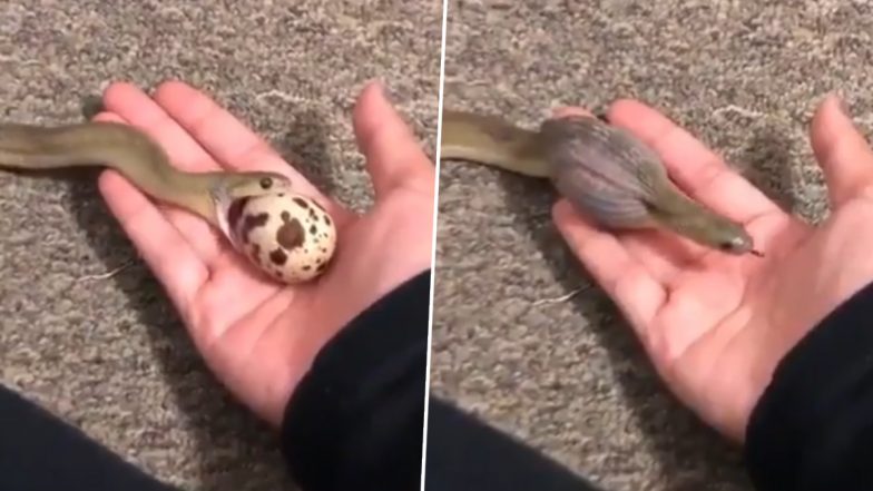 Snake Swallows Egg Bigger Than Its Head in Sensational Move, Old Video of Gans’ Egg-Eater’s Big Gulp Resurfaces Online, Leaving the Internet Stunned