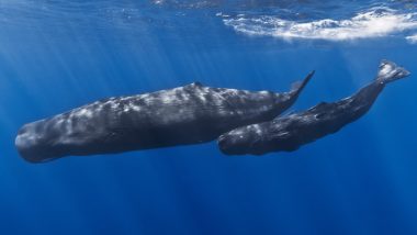 Whale Deaths in Australia: 5 Sperm Whales Die After Stranding on Beach in Flinders Island