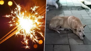 Diwali 2024: Garhwal Commissioner Vinay Shankar Pandey Issues Directive To Ensure Animal Safety During Festive Season