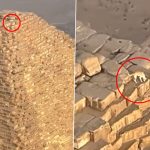 Dog Climbs Pyramid Viral Video: Paraglider Films Dog on Top of the Great Pyramid of Giza, Animal Was Chasing Birds (Watch)