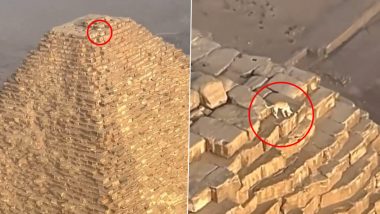 Dog Climbs Pyramid Viral Video: Paraglider Films Dog on Top of the Great Pyramid of Giza, Animal Was Chasing Birds (Watch)