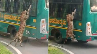 Leopard in Bengaluru: Tourists Terrified As Big Cat Climbs Safari Bus Window at Bannerghatta Zoo, Video Goes Viral