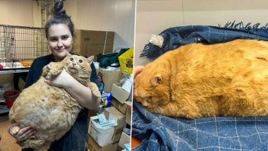 Crumbs, World’s Fattest Cat Dies: Internet’s Beloved Russian Feline Passes Away Weeks After Being Sent to Fat Camp for Weight Loss