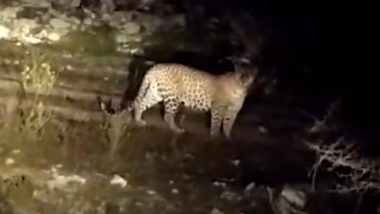 Panther Spotted in Rajasthan: Big Cat Sighted Wandering Near Rebari Dhani in Rajsamand (Watch Video)