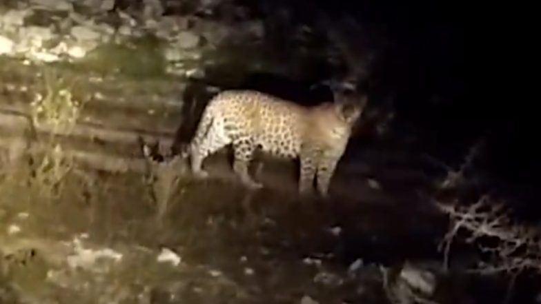 Panther Spotted in Rajasthan: Big Cat Sighted Wandering Near Rebari Dhani in Rajsamand (Watch Video)