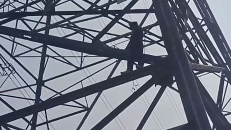 Delhi: Man With With Mental Disabilities Climbs High-Voltage Electricity Pole in Shahdara, Rescued (Watch Video)