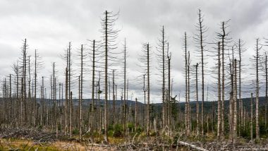 Why Germany's Dying Forests Could Be Good News