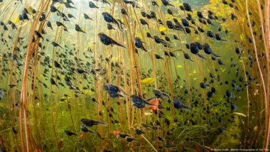 Tadpoles Top Wildlife Photography Contest 2024