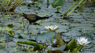 What's at Stake at Crucial UN Biodiversity Talks?