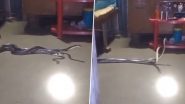 Snake Fight in Bedroom? Viral Video Captures Venomous Walls Krait Snakes Under the Bed, Are They Having a Duel or Mating?