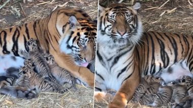 Poland: Wroclaw Zoo Celebrates Birth of 4 Sumatran Tiger Cubs, a Critically Endangered Species (Watch Video)