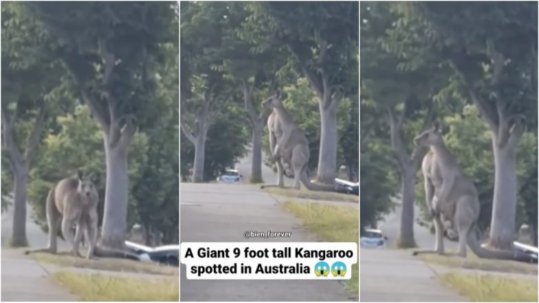 9-Foot-Tall Kangaroo in Viral Video Real or Fake? Trending Instagram Reel Shows Giant Marsupial in Australia, Comments Will Leave You ROFLing