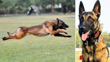 Indian Army Dog Phantom Dies in Action During Operation Against Terrorists in Sunderbani Sector