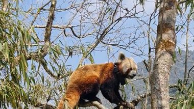 India News | Darjeeling's Padmaja Naidu Himalayan Zoo's 'Red Panda Program' Shortlisted for 2024 WAZA Conservation Award