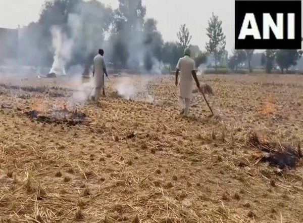 India News | Punjab Farmers Urge Government for Permanent Solution to Stubble Burning Amid Strict Penalties