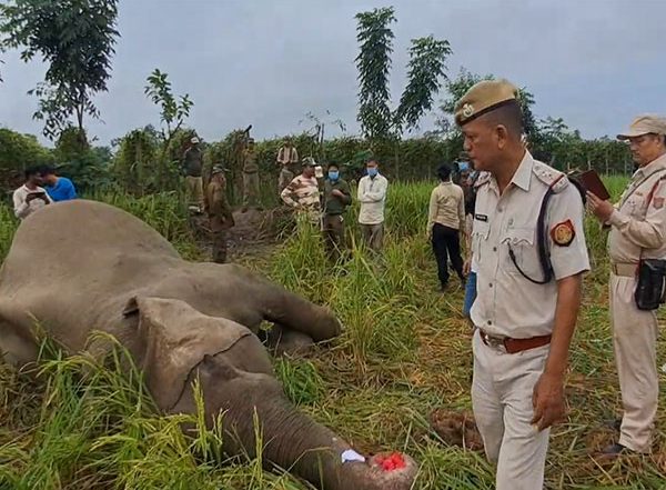 India News | Assam: Wild Elephant Found Dead in Paddy Field