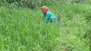 Business News | Ministry of Rural Development Refutes Claims of Dip in Employment Generation Under MGNREGS