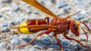 World News | Genetic Secrets of Oriental Hornet May Lead to New Alcohol Detox Methods