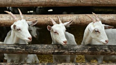 Chhatar Jatra in Odisha: Hundreds of Goats and Hens Sacrificed To Appease Maa Manikeswar on Maha Ashtami in Bhawanipatna