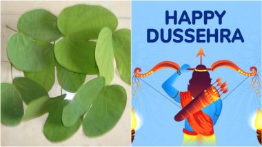 Dussehra 2024: What Does Apta Leaves Look Like? View Photos and Know the Significance of Exchanging Sona Patta or Apta Leaf on Vijayadashami