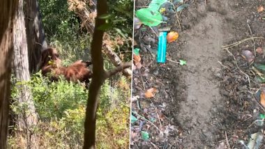 BigFoot in Oklahoma Viral TikTok Video Real or Fake? US Hiker Claiming To Have Spotted the Mythical Giant Is Actually a Commercial From Head Shop