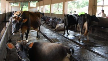 ‘Cancer Can Be Cured by Cleaning, Lying in Cowshed’, Claims Uttar Pradesh Minister Sanjay Singh Gangwar