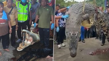 Crocodile Attack in Malaysia: Villagers Cut Open 2 Giant Crocodiles and Find Human Remains After 6-Year-Old Girl Was Mauled to Death While Swimming in River (Watch Video)