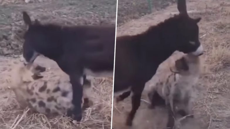 The Tables Have Turned! Moment Fearsome Donkey Attacked Predator Hyena That Wandered Onto a Farm, Video Capturing the Ferocious Fight Goes Viral