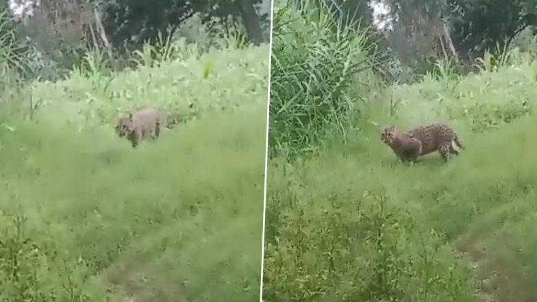 Raebareli: Leopard-Like Animal Spreads Panic in Uttar Pradesh, Forest Department Confirms ‘Mysterious’ Animal To Be Fishing Cat; Video Goes Viral