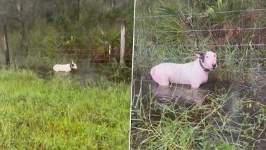 'Do Not Do This to Your Pets Please': Florida Highway Patrol Troopers Rescue Dog Allegedly Left Tied to Pole on I-75 Highway in US As Hurricane Milton Approaches (Watch Video)