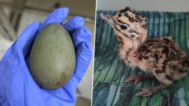 Rajasthan: Great Indian Bustard Chick Takes Birth in Jaisalmer Through Artificial Insemination, CM Bhajanlal Sharma Calls It 'Historic Achievement' (See Pics and Video)