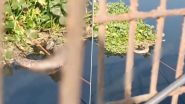 Python Spotted in Delhi: Huge Snake Seen in Drain in Chandra Vihar, Reminiscent of ‘Anaconda’ (Watch Video)