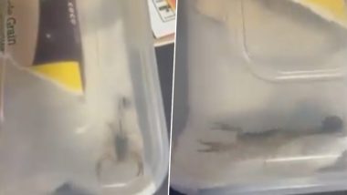 Scorpion in Shein Parcel: Student Discovers Deadly Scorpion Crawling Inside Online Parcel in UK (Watch Video)