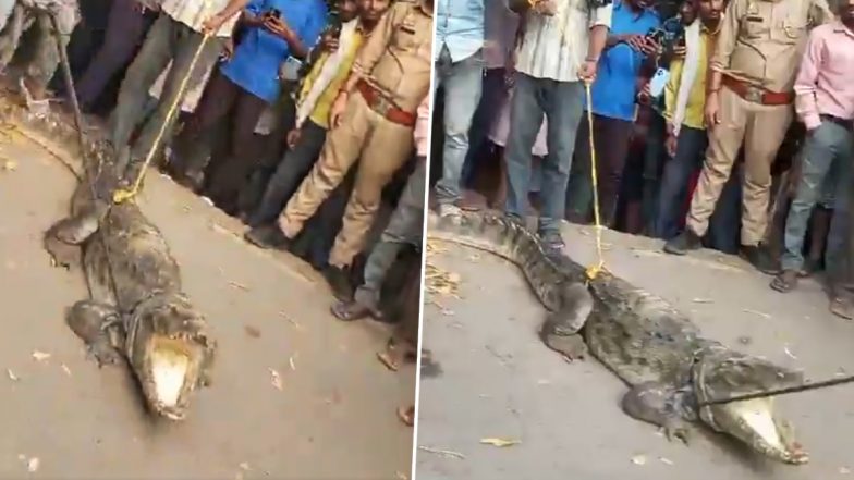 Crocodile Captured in Kanpur: Locals Rush to Click Pictures With Reptile in Uttar Pradesh, Video Surfaces