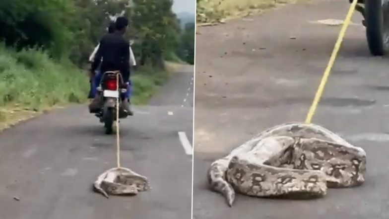 Python Tied to Bike, Dragged Along Road in Rajasthan’s Banswara, Police Launch Probe After Disturbing Video Surfaces